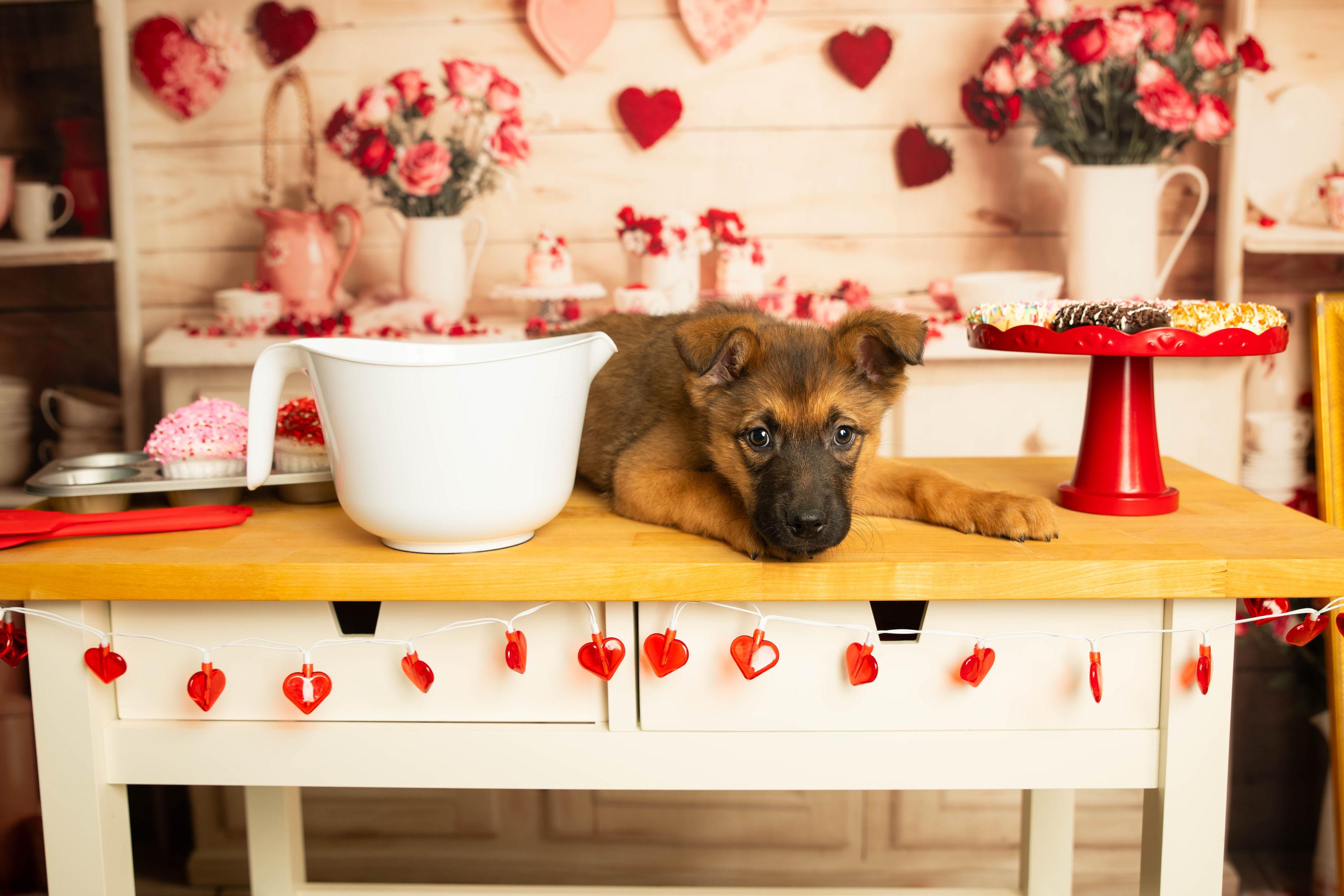 Erie , a Adoptable mixed breed in Dayton, OH image 2/6