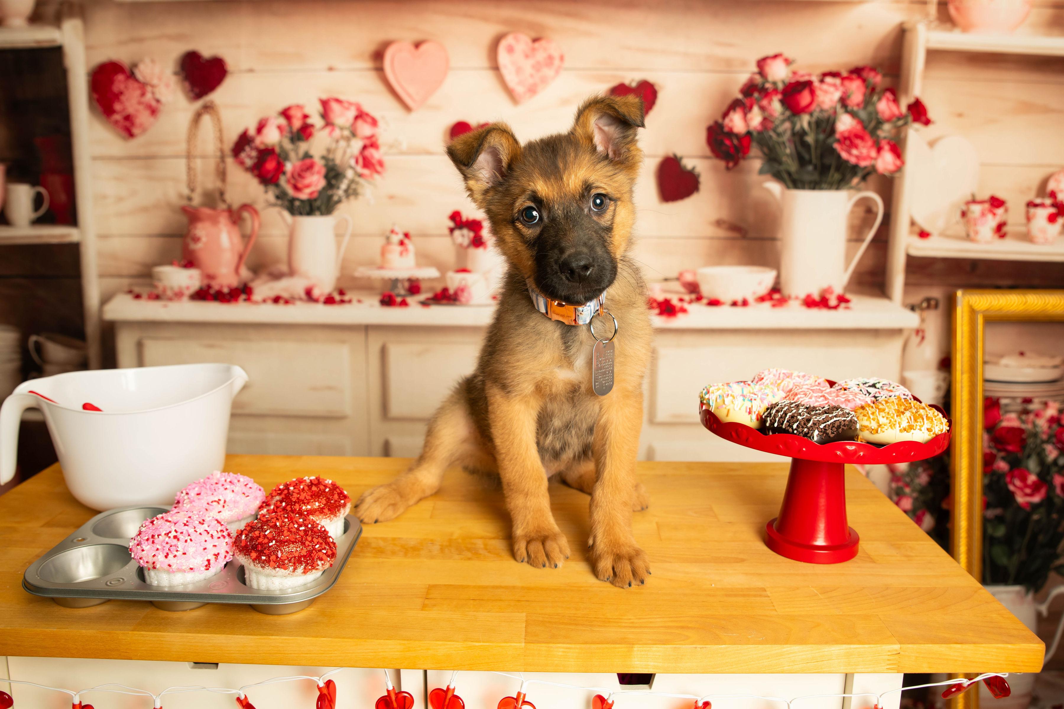 Erie , a Adoptable mixed breed in Dayton, OH image 1/6