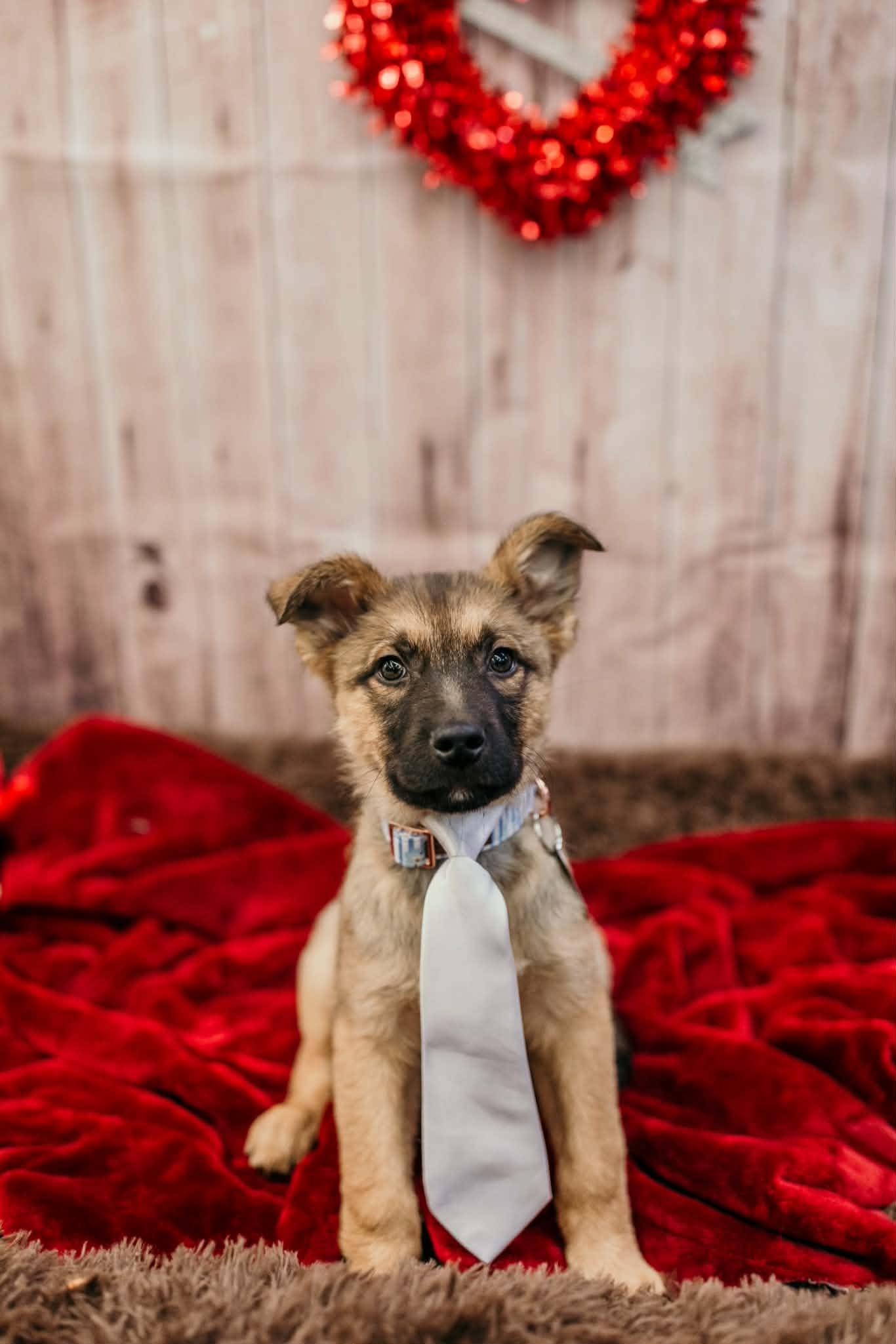 Erie , a Adoptable mixed breed in Dayton, OH image 5/6