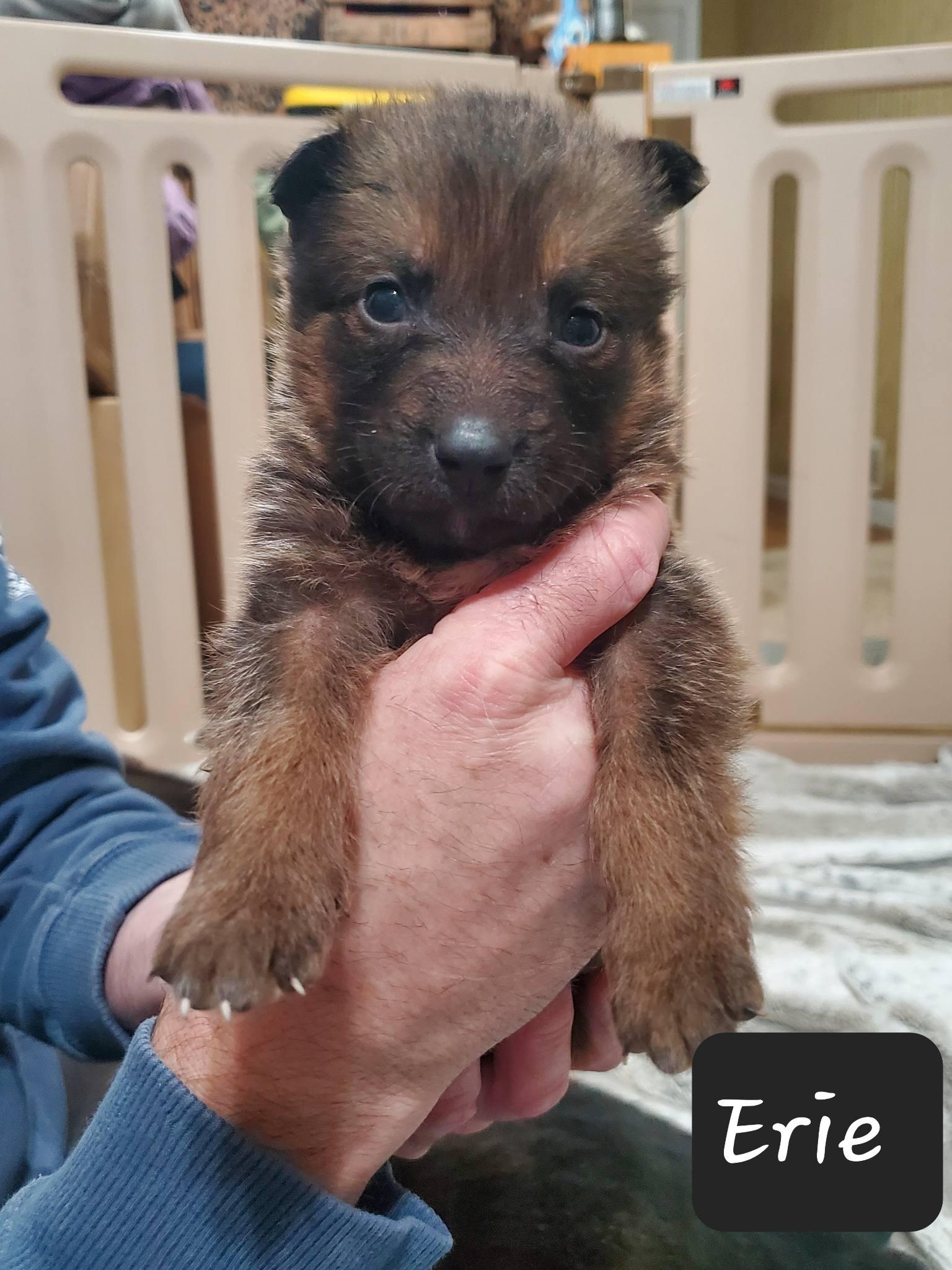 Erie , a Adoptable mixed breed in Dayton, OH image 6/6