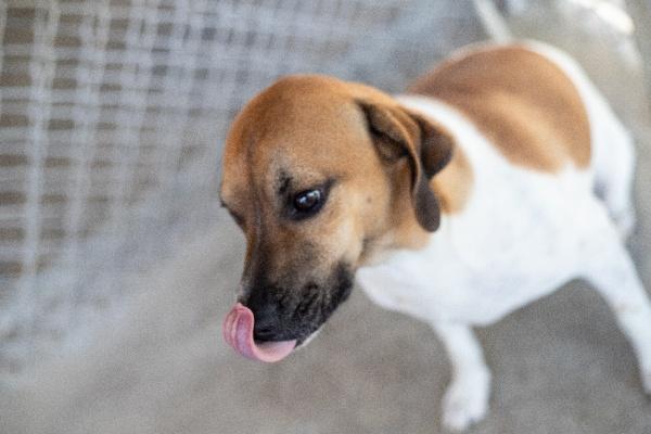 Enlarge MR SMEE, a Adoptable mixed breed in Carmel, IN image 1/1