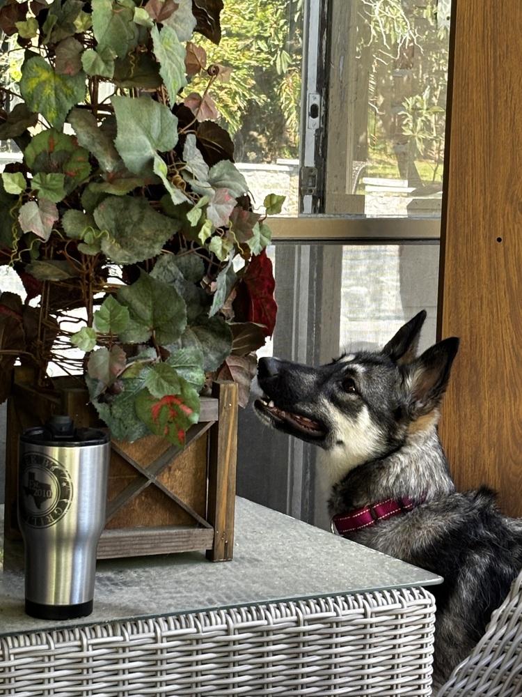 Tarot, Adoptable, Young Female German Shepherd Dog.