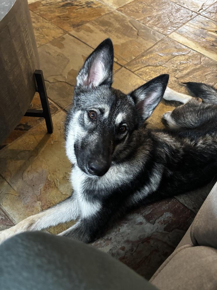 Enlarge Tarot, a Adoptable mixed breed in Sealy, TX image 2/6