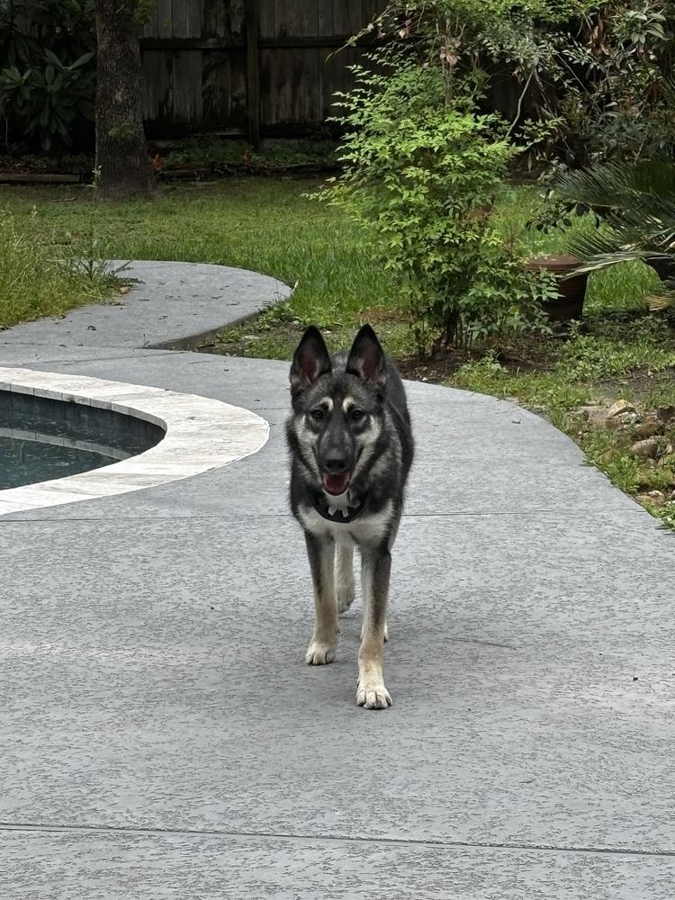 Enlarge Tarot, a Adoptable mixed breed in Sealy, TX image 3/6
