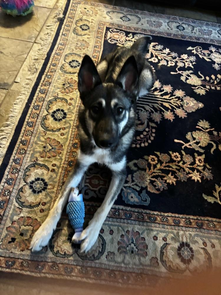 Enlarge Tarot, a Adoptable mixed breed in Sealy, TX image 4/6