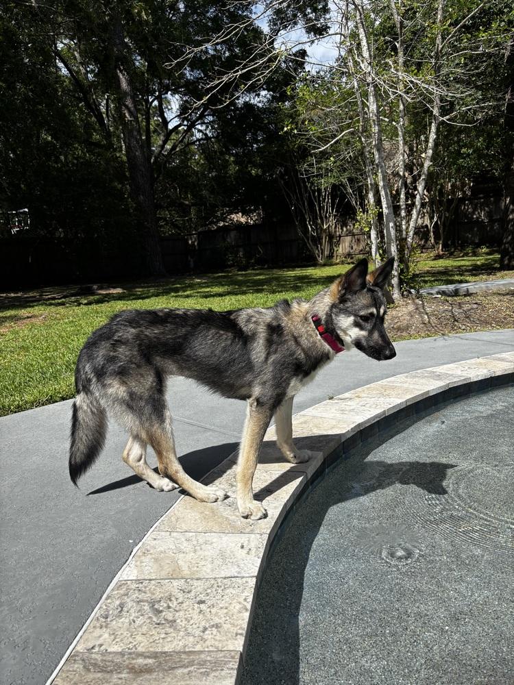 Enlarge Tarot, a Adoptable mixed breed in Sealy, TX image 5/6