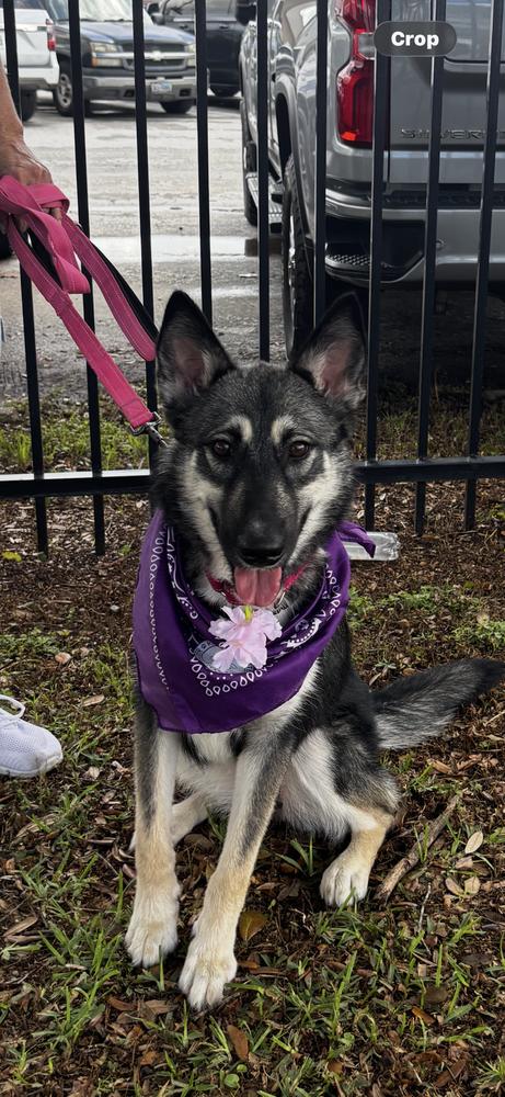 Enlarge Tarot, a Adoptable mixed breed in Sealy, TX image 6/6