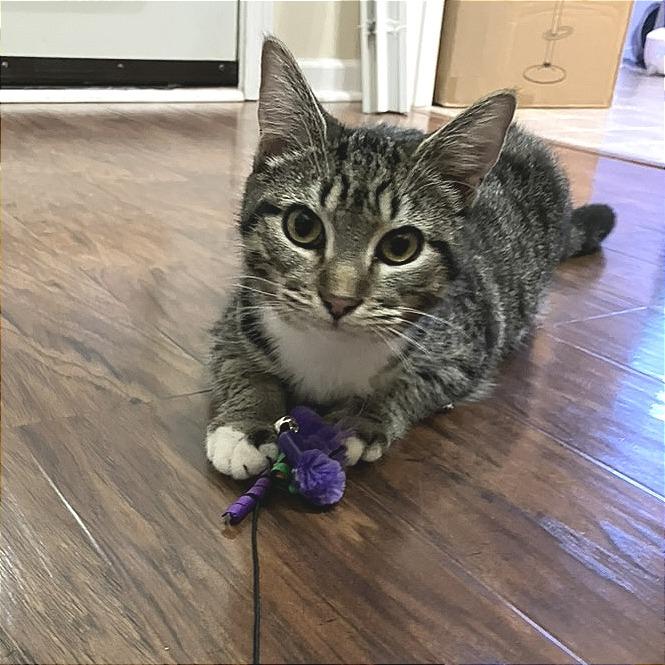 Asteroid — thumbnail 2