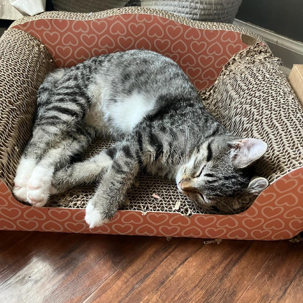 Asteroid — thumbnail 3