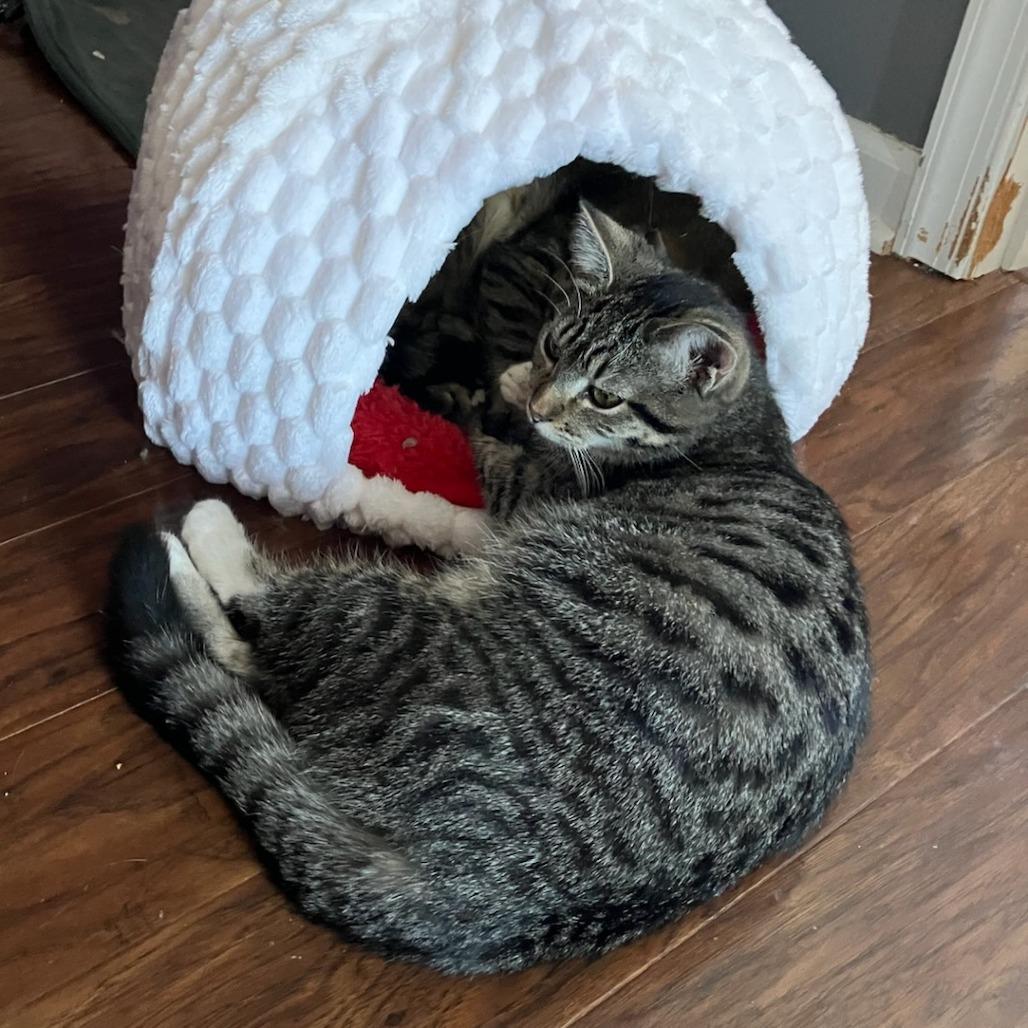 Asteroid — thumbnail 4