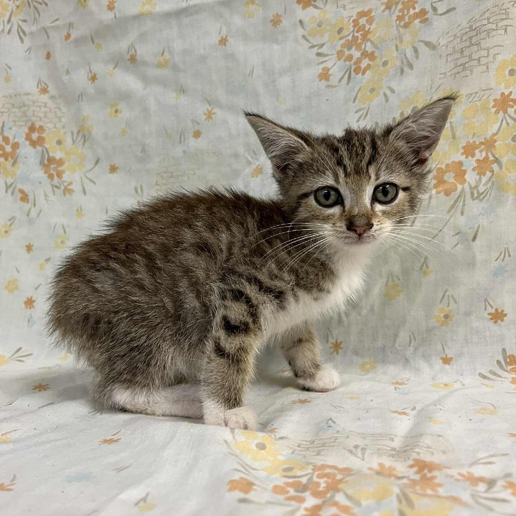 Asteroid — thumbnail 6