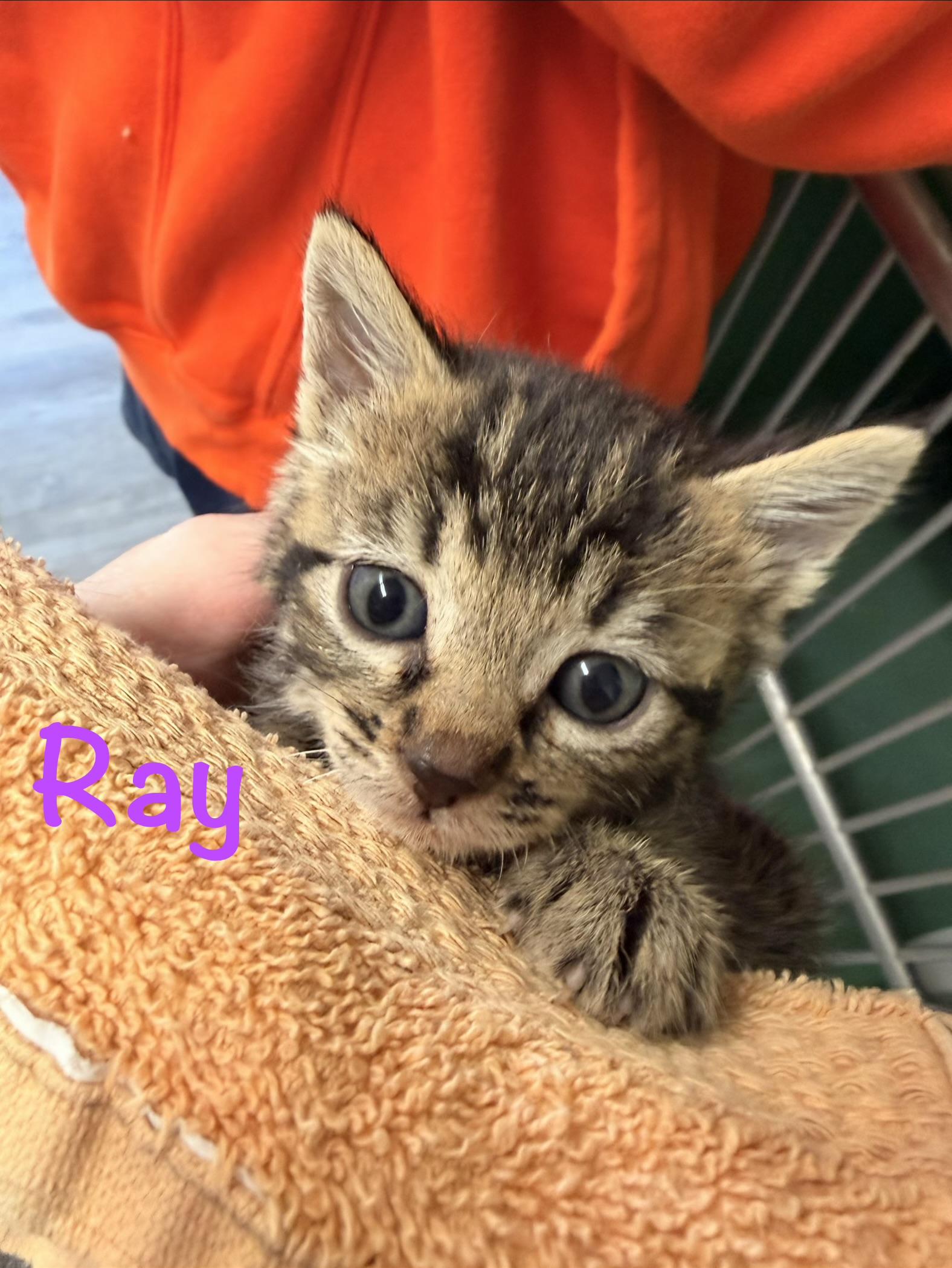 Enlarge Ray, a ADOPTABLE Tabby in Crescent City, CA image 1/2