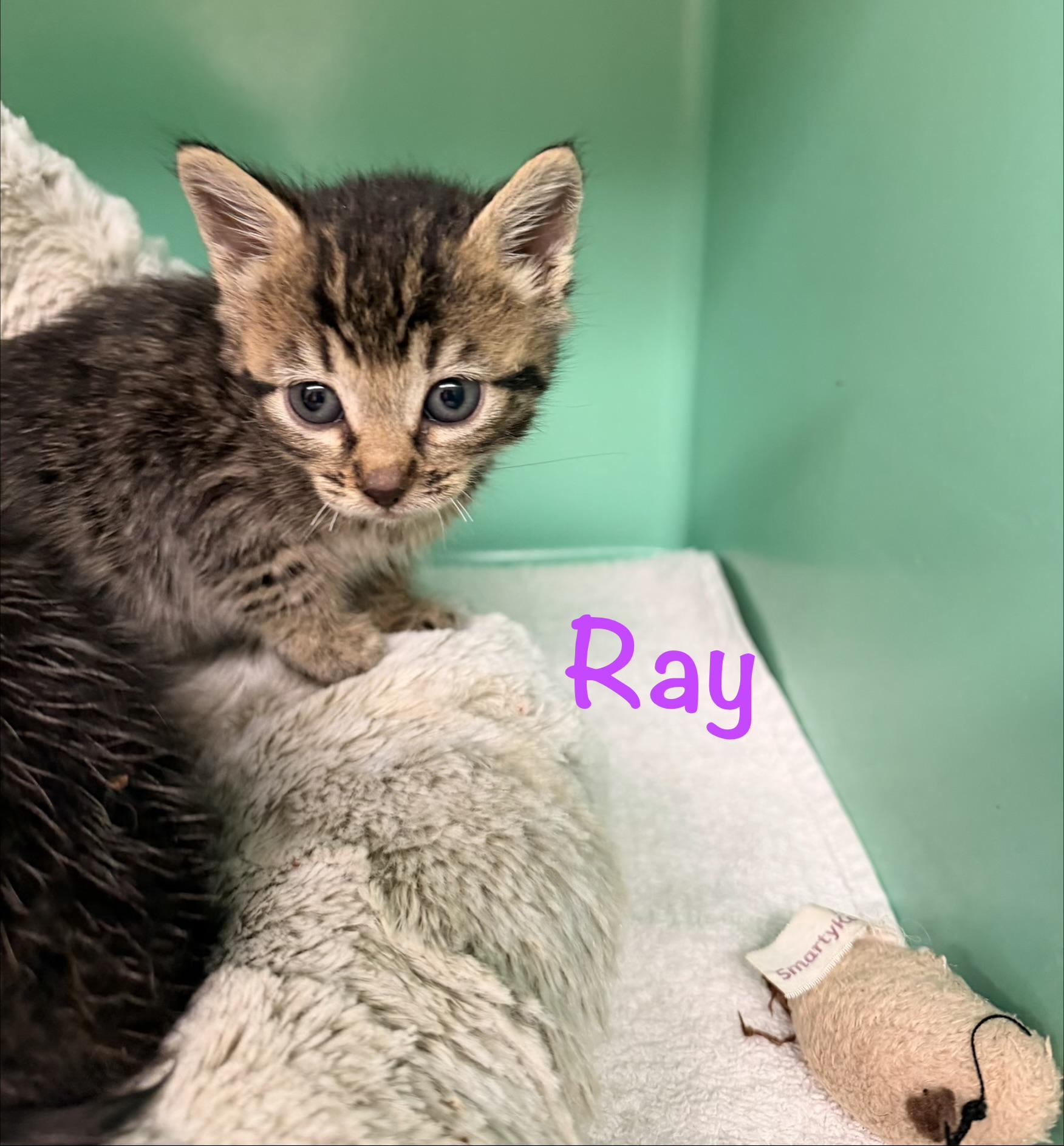 Enlarge Ray, a ADOPTABLE Tabby in Crescent City, CA image 2/2