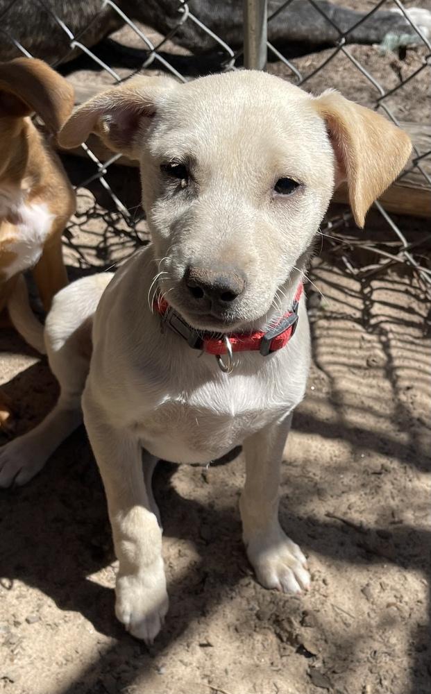 Enlarge Bacardi, a Adoptable mixed breed in Seguin, TX image 3/4