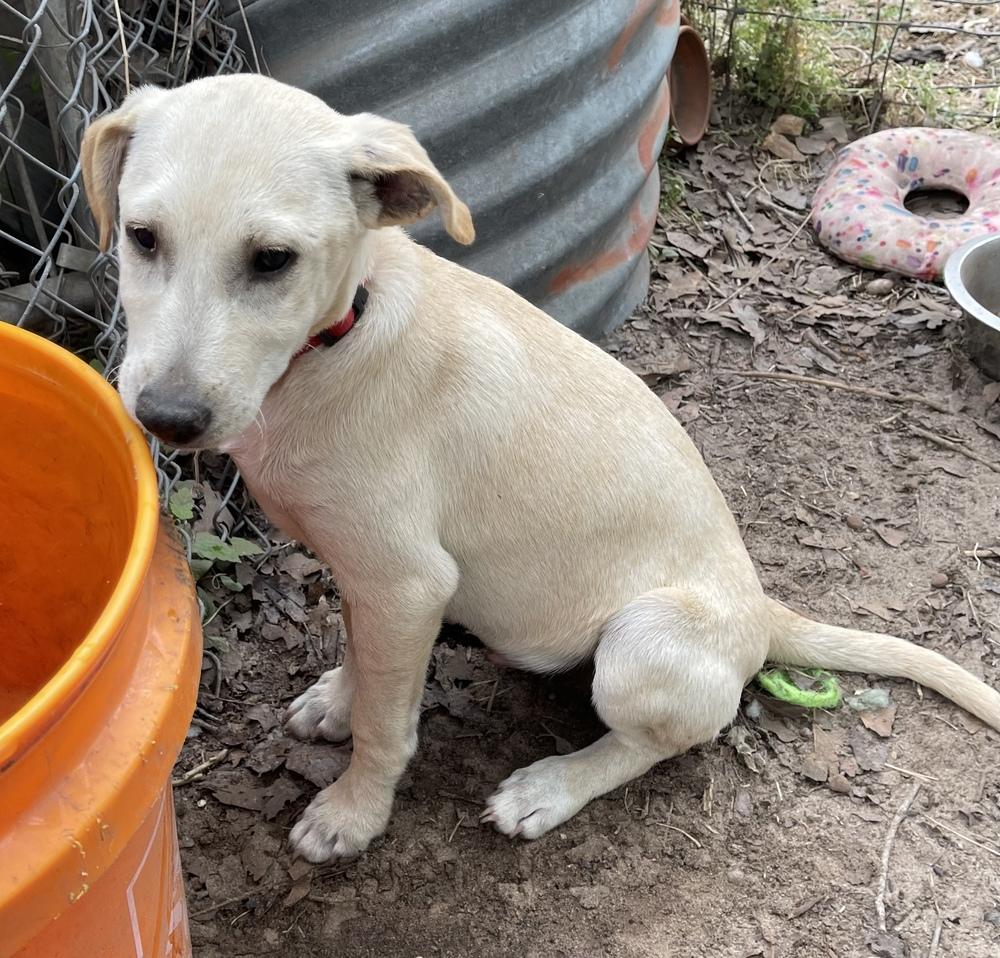 Enlarge Bacardi, a Adoptable mixed breed in Seguin, TX image 4/6