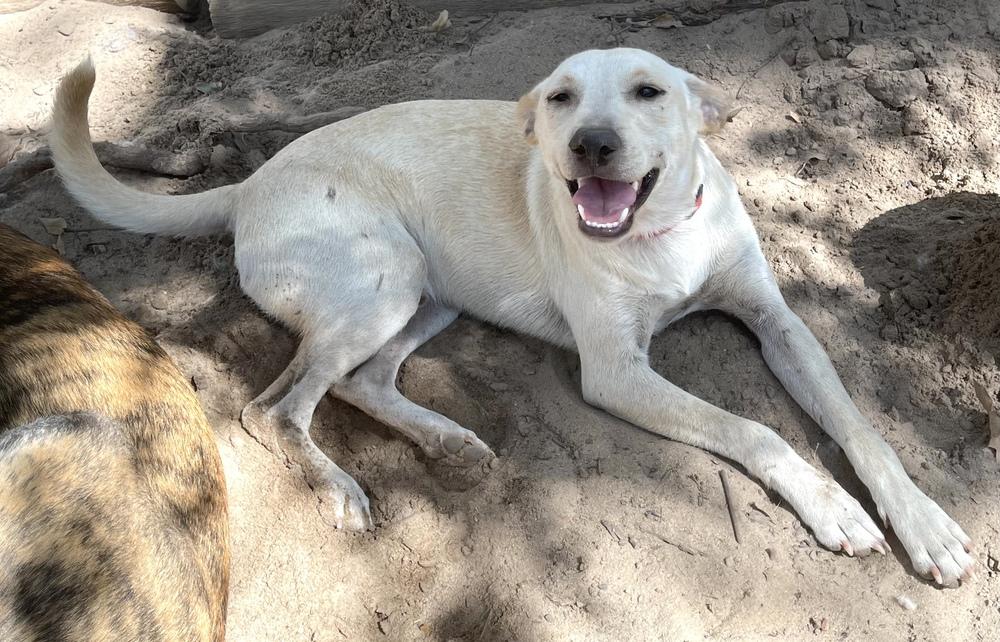 Enlarge Bacardi, a Adoptable mixed breed in Seguin, TX image 5/6