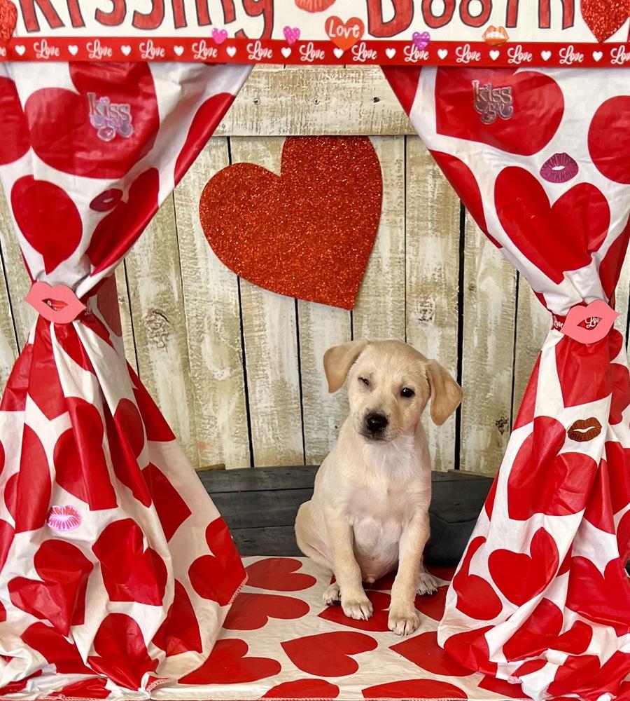 Enlarge Bacardi, a Adoptable mixed breed in Seguin, TX image 4/4