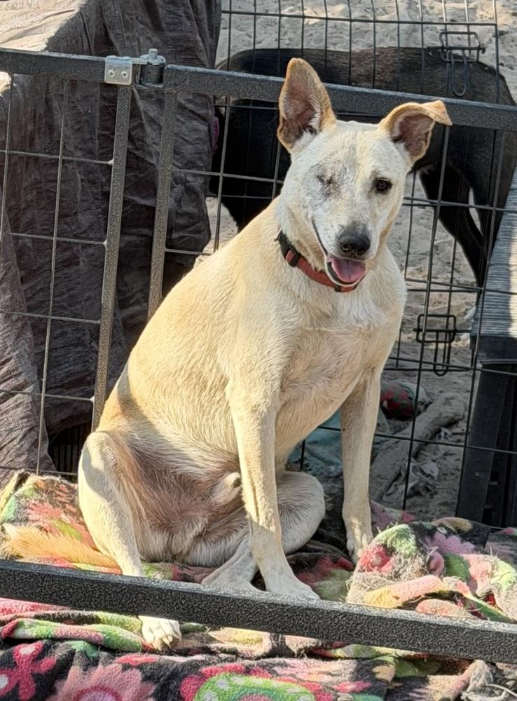 Bacardi, a Adoptable mixed breed in Seguin, TX image 5/5