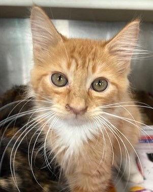 Kovu, Adopted, Kitten Male Domestic Medium Hair.