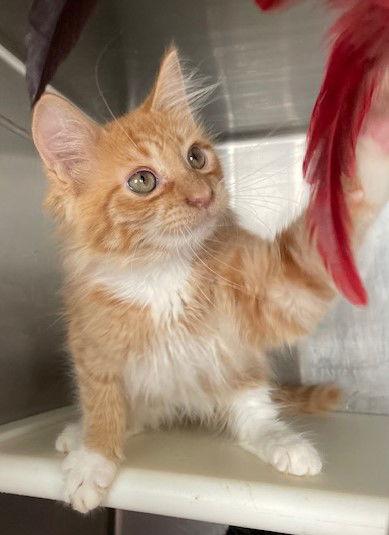 Enlarge Kovu, a Adopted Domestic Medium Hair in Carrollton, GA image 2/3