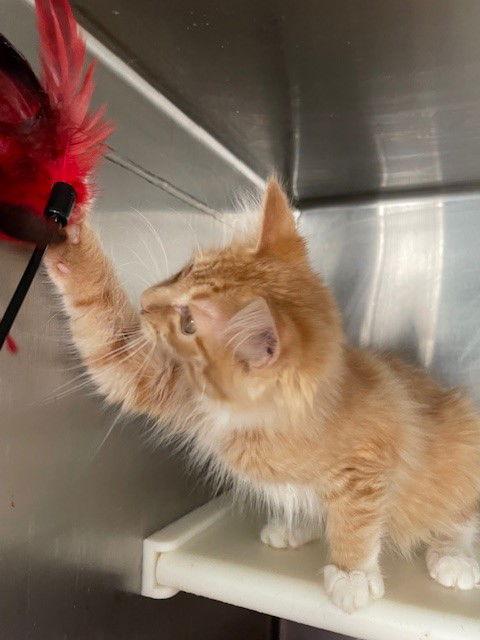 Enlarge Kovu, a Adopted Domestic Medium Hair in Carrollton, GA image 3/3