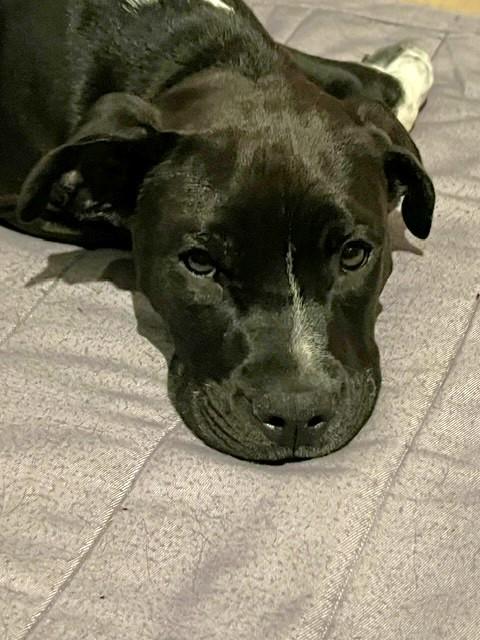 Enlarge Navie, a ADOPTABLE Mixed Breed in Schaumburg, IL image 3/6