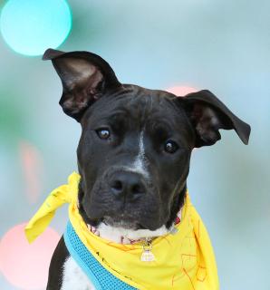 Navie, a ADOPTABLE Mixed Breed in Schaumburg, IL image 1/6