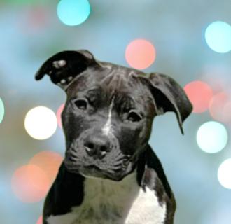 Enlarge Navie, a ADOPTABLE Mixed Breed in Schaumburg, IL image 1/6