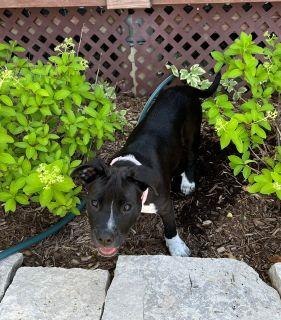 Enlarge Navie, a ADOPTABLE Mixed Breed in Schaumburg, IL image 6/6