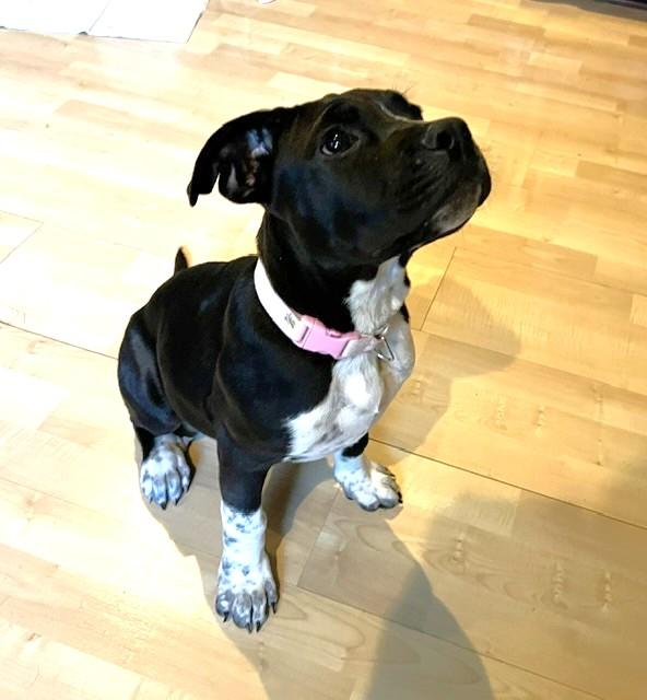 Enlarge Navie, a ADOPTABLE Mixed Breed in Schaumburg, IL image 2/6