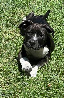 Enlarge Navie, a ADOPTABLE Mixed Breed in Schaumburg, IL image 5/6