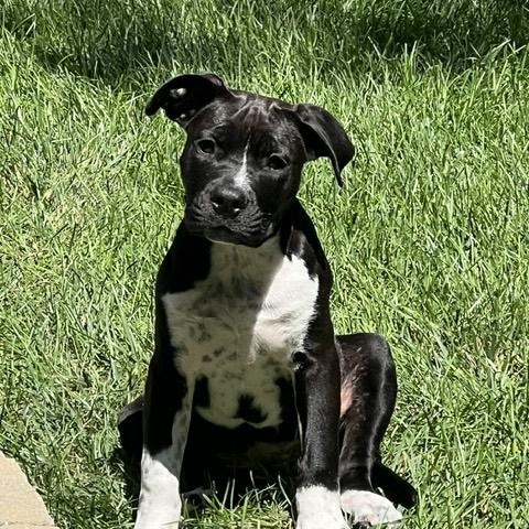 Enlarge Navie, a ADOPTABLE Mixed Breed in Schaumburg, IL image 4/6