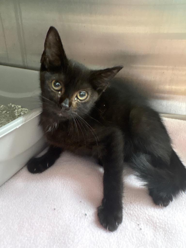 Choco, Adoptable, Kitten Female Domestic Short Hair.