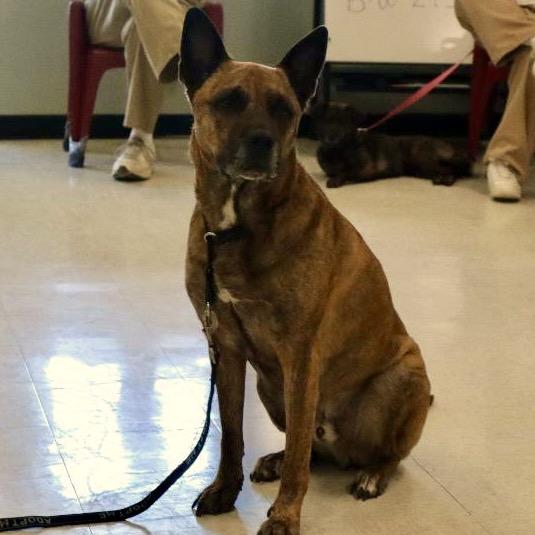 Enlarge NICO - Paws Behind Bars Trained, a Adoptable German Shepherd Dog in La Grange, KY image 1/6