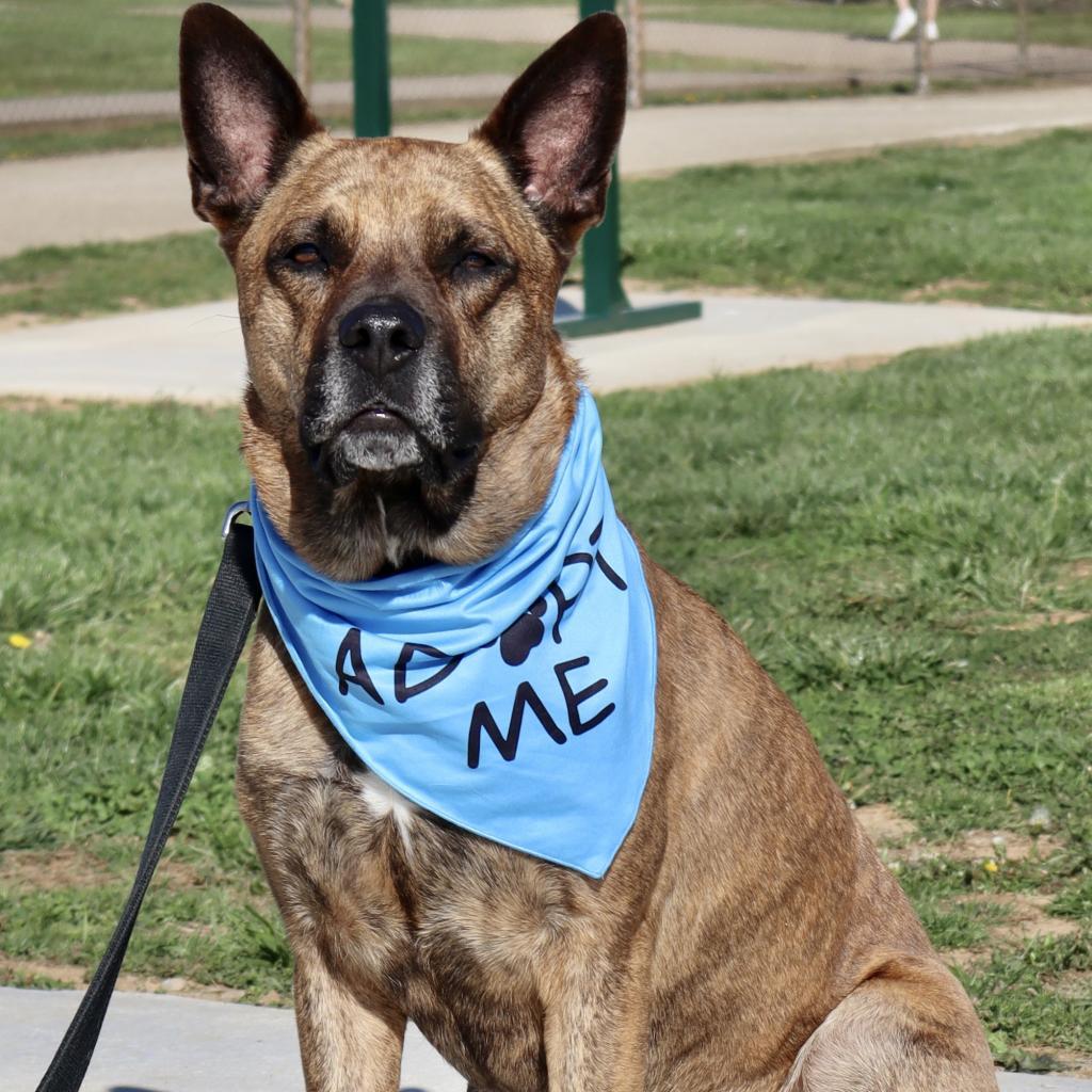 NICO - Paws Behind Bars Trained, Adoptable, Senior Male German Shepherd Dog.
