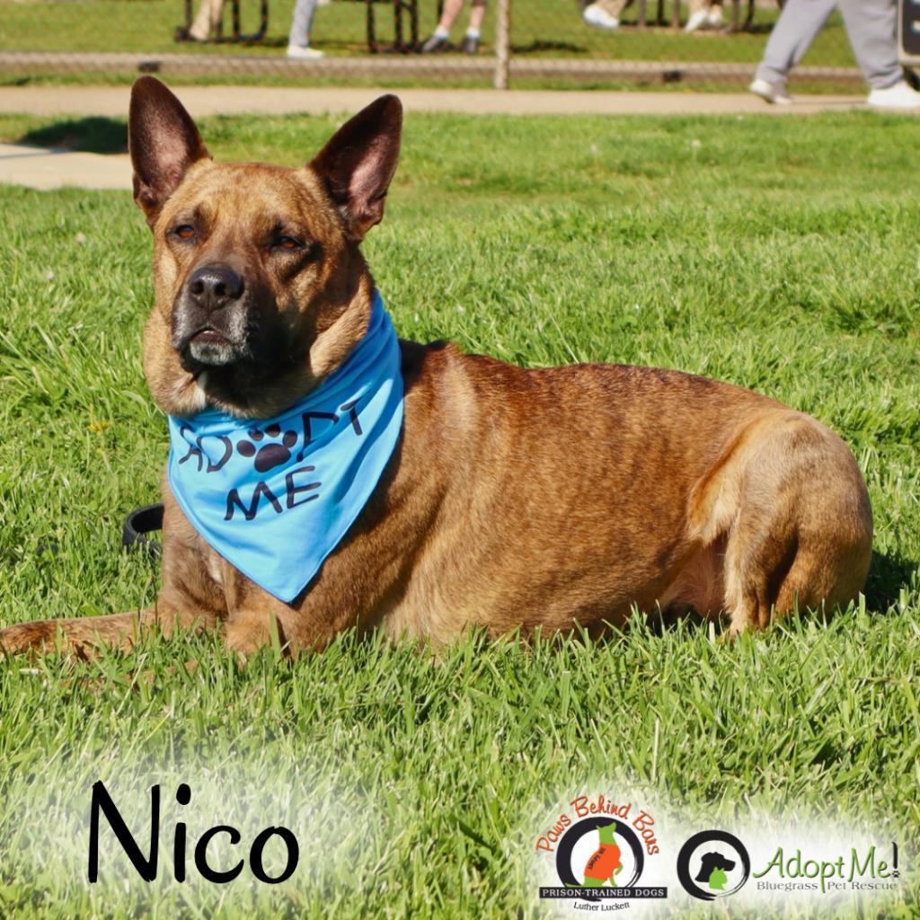 NICO - Paws Behind Bars Trained, Adoptable, Senior Male German Shepherd Dog.
