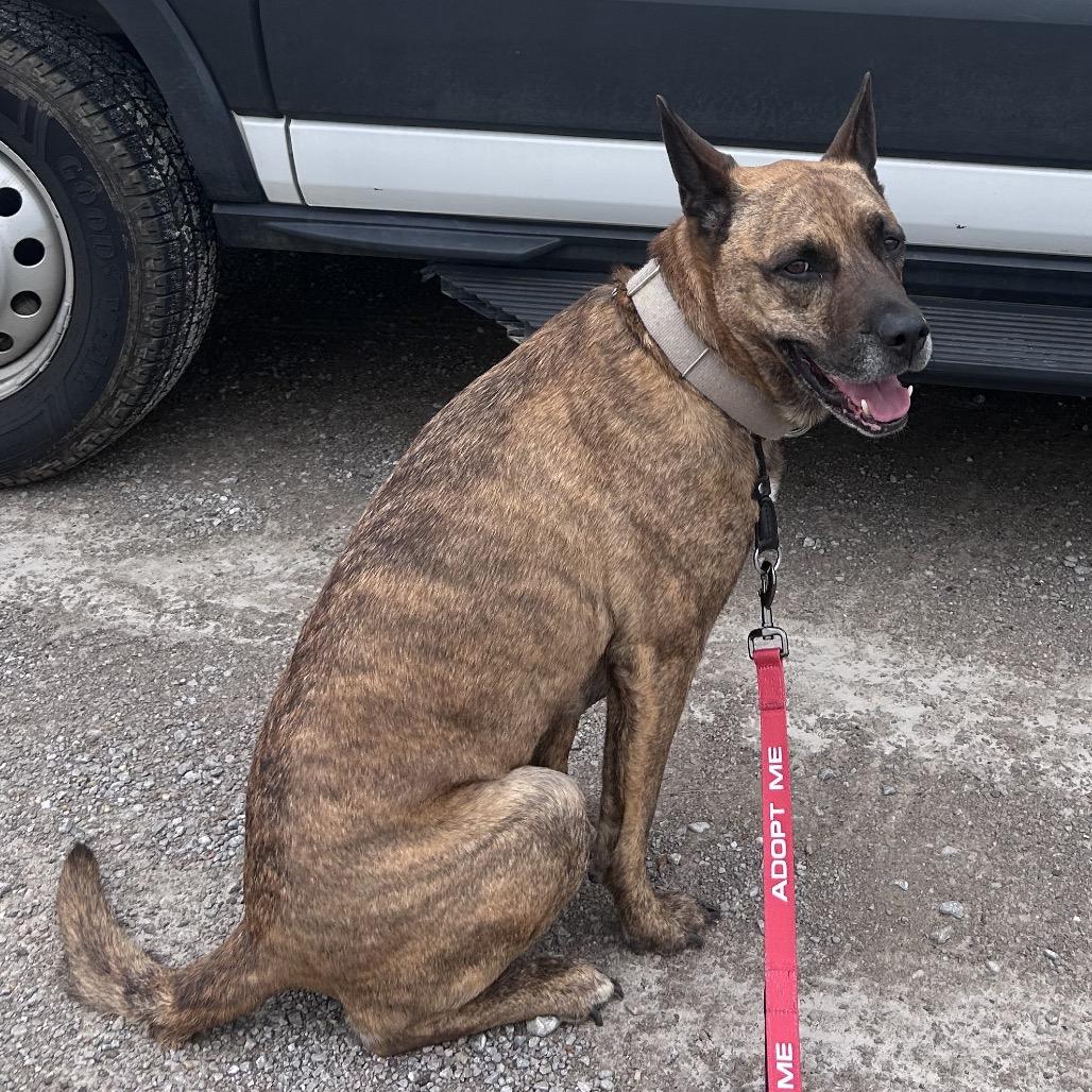 Enlarge NICO - Paws Behind Bars Trained, a Adoptable German Shepherd Dog in La Grange, KY image 4/6