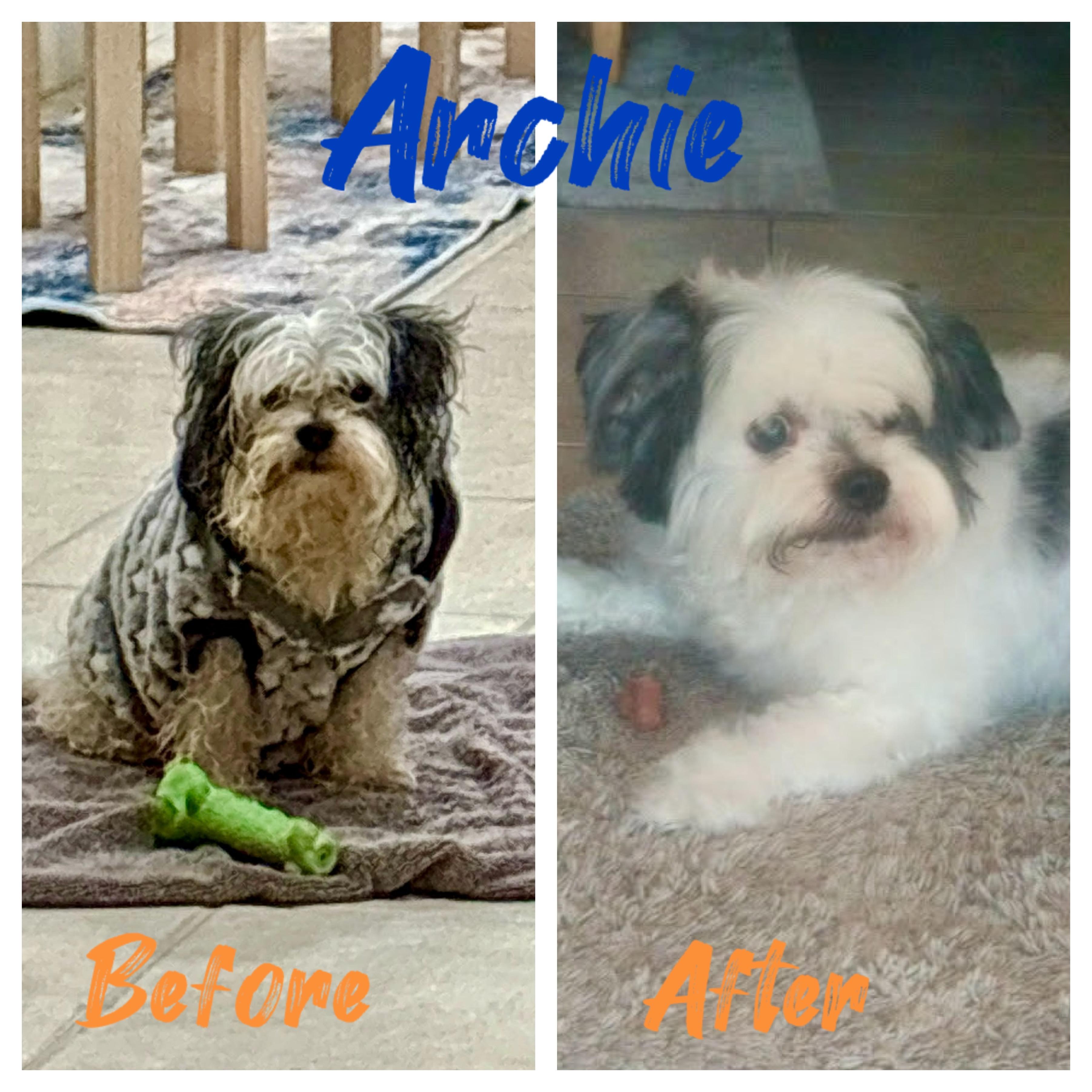 Enlarge Archie, a ADOPTABLE Shih Tzu in Port Saint Lucie, FL image 2/3