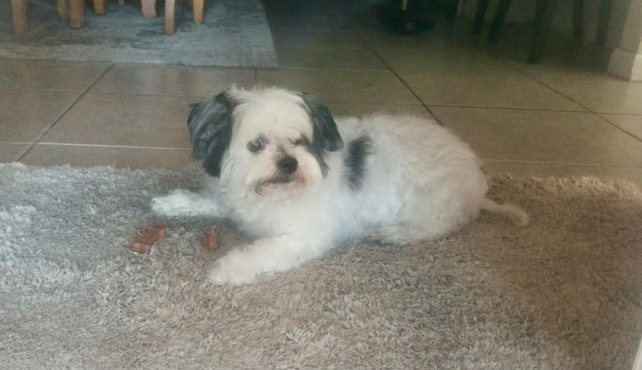 Enlarge Archie, a ADOPTABLE Shih Tzu in Port Saint Lucie, FL image 1/3