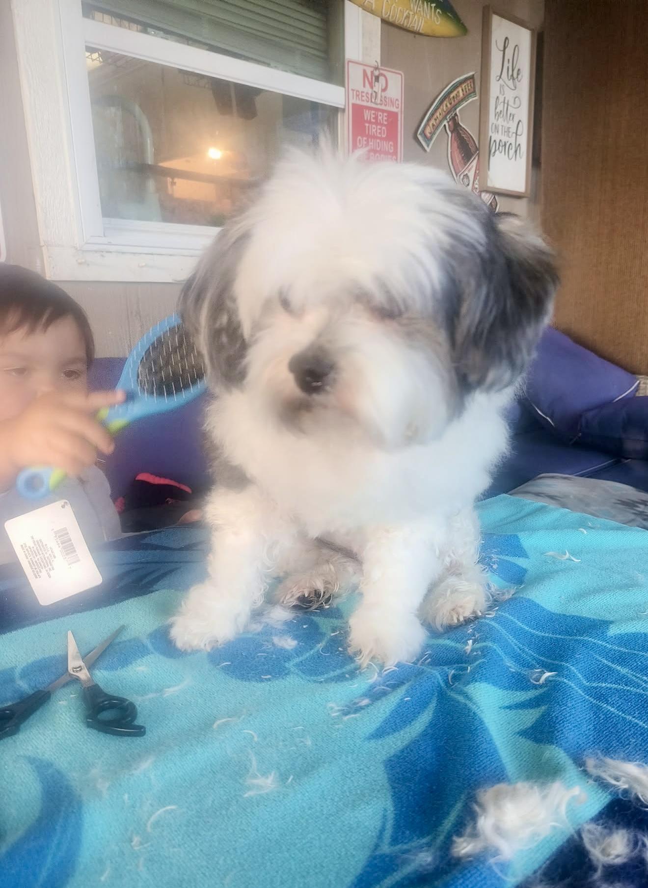 Enlarge Archie, a ADOPTABLE Shih Tzu in Port Saint Lucie, FL image 3/3