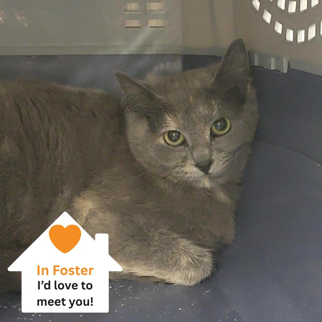 Saachi, a Adoptable Domestic Short Hair in Salt Lake City, UT image 1/3