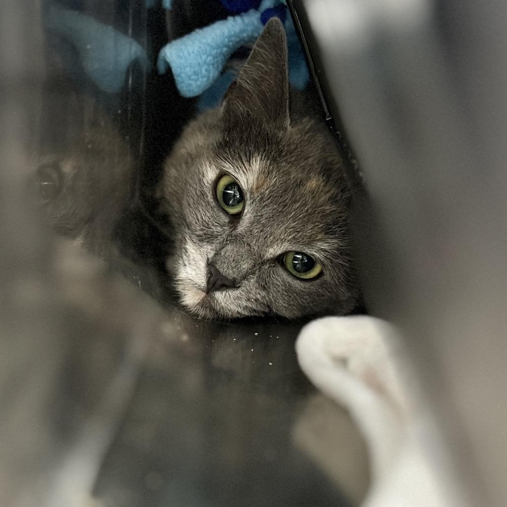 Saachi, a Adoptable Domestic Short Hair in Salt Lake City, UT image 2/3