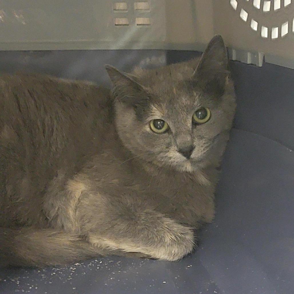 Saachi, a Adoptable Domestic Short Hair in Salt Lake City, UT image 3/3