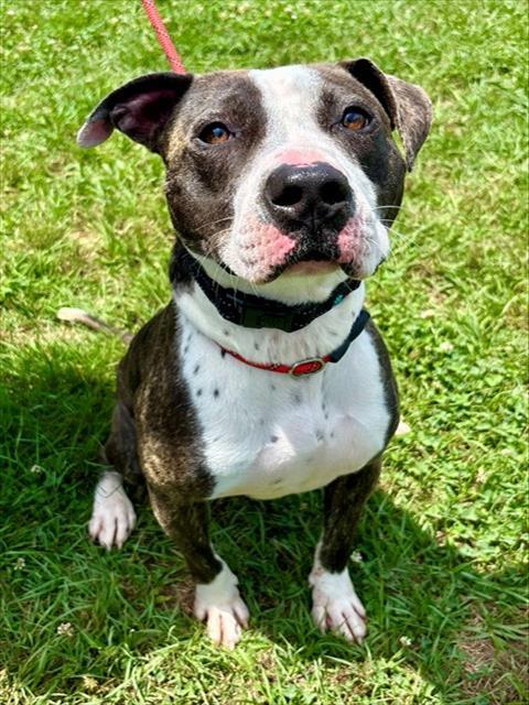SULLEY, Adoptable, Young Female American Staffordshire Terrier.