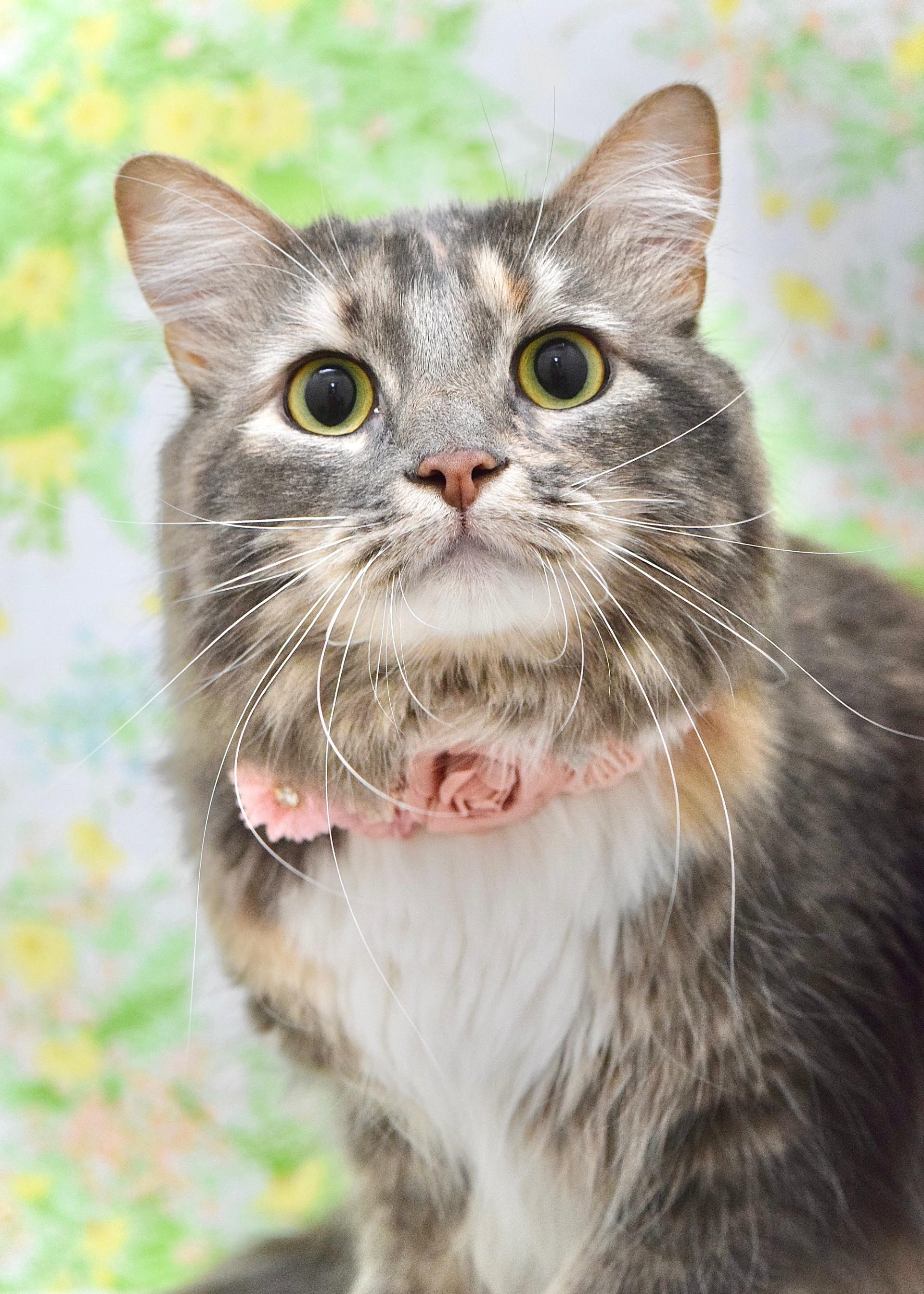 Maritza, adopted, Young Female Domestic Long Hair.