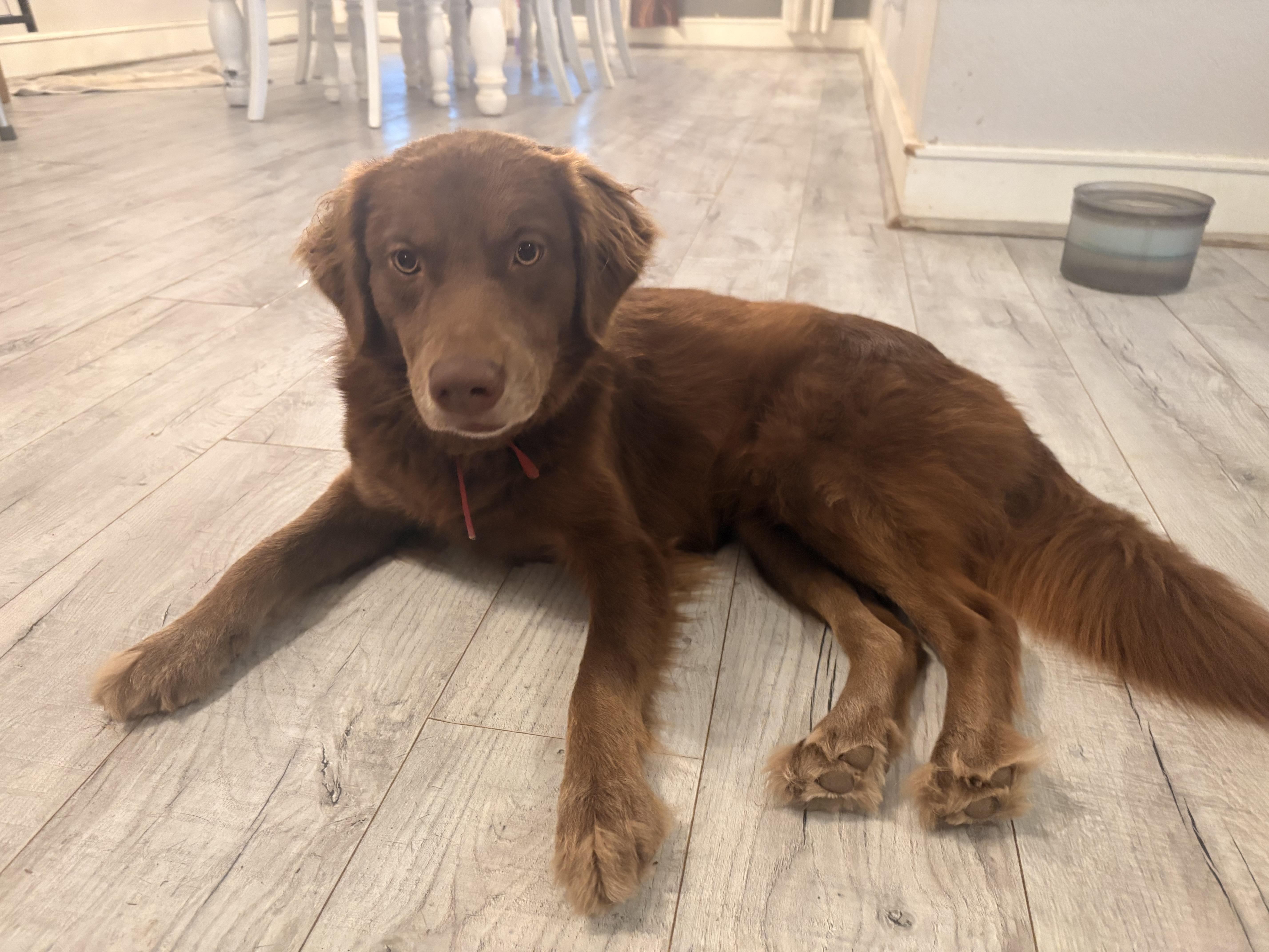 Jazzy Jolene , an adopted mixed breed in Marquette , MI image 6/6