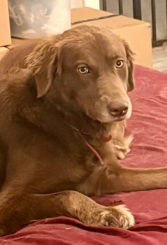 Jazzy Jolene , an adopted mixed breed in Marquette , MI image 2/6