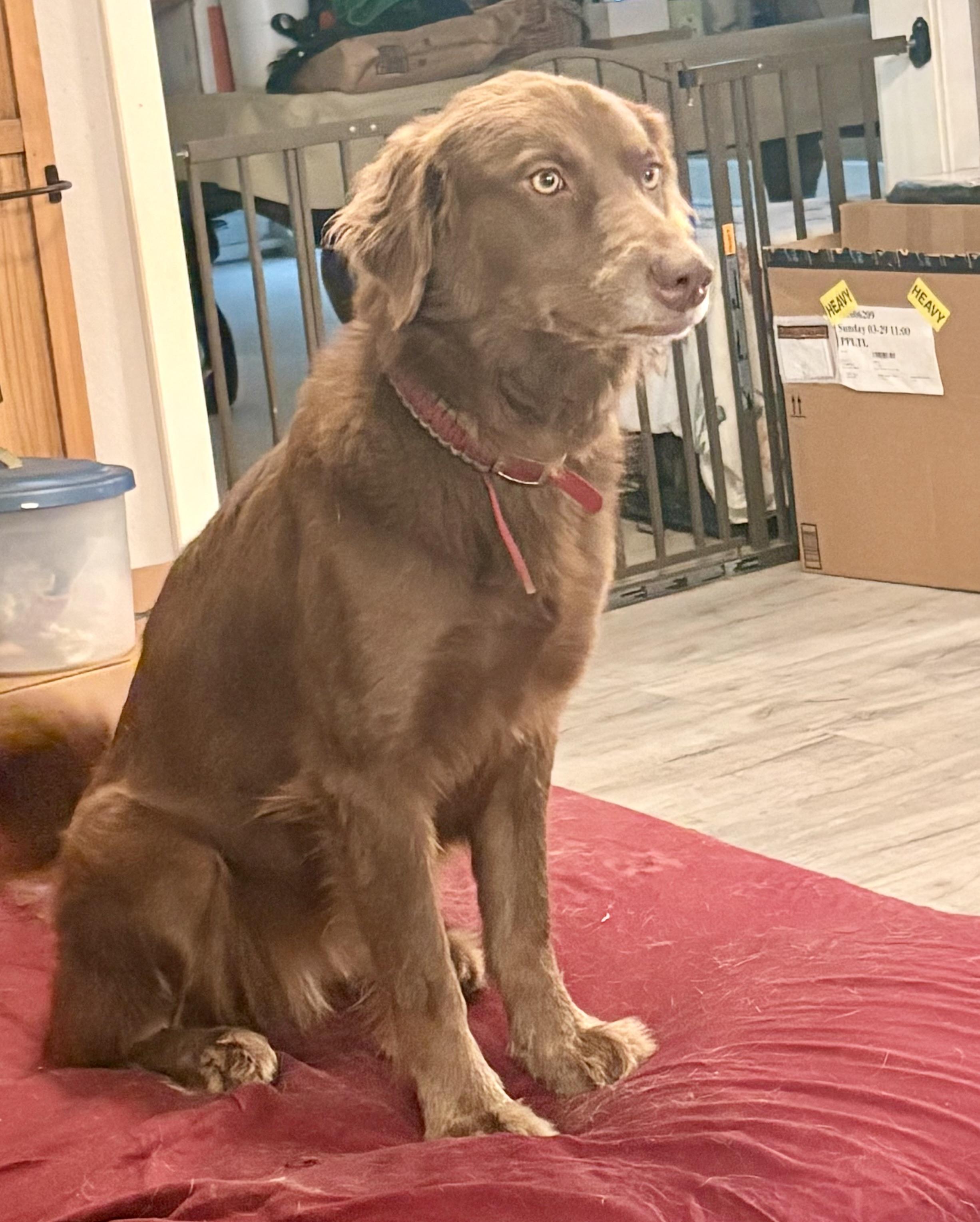 Jazzy Jolene , an adopted mixed breed in Marquette , MI image 5/6