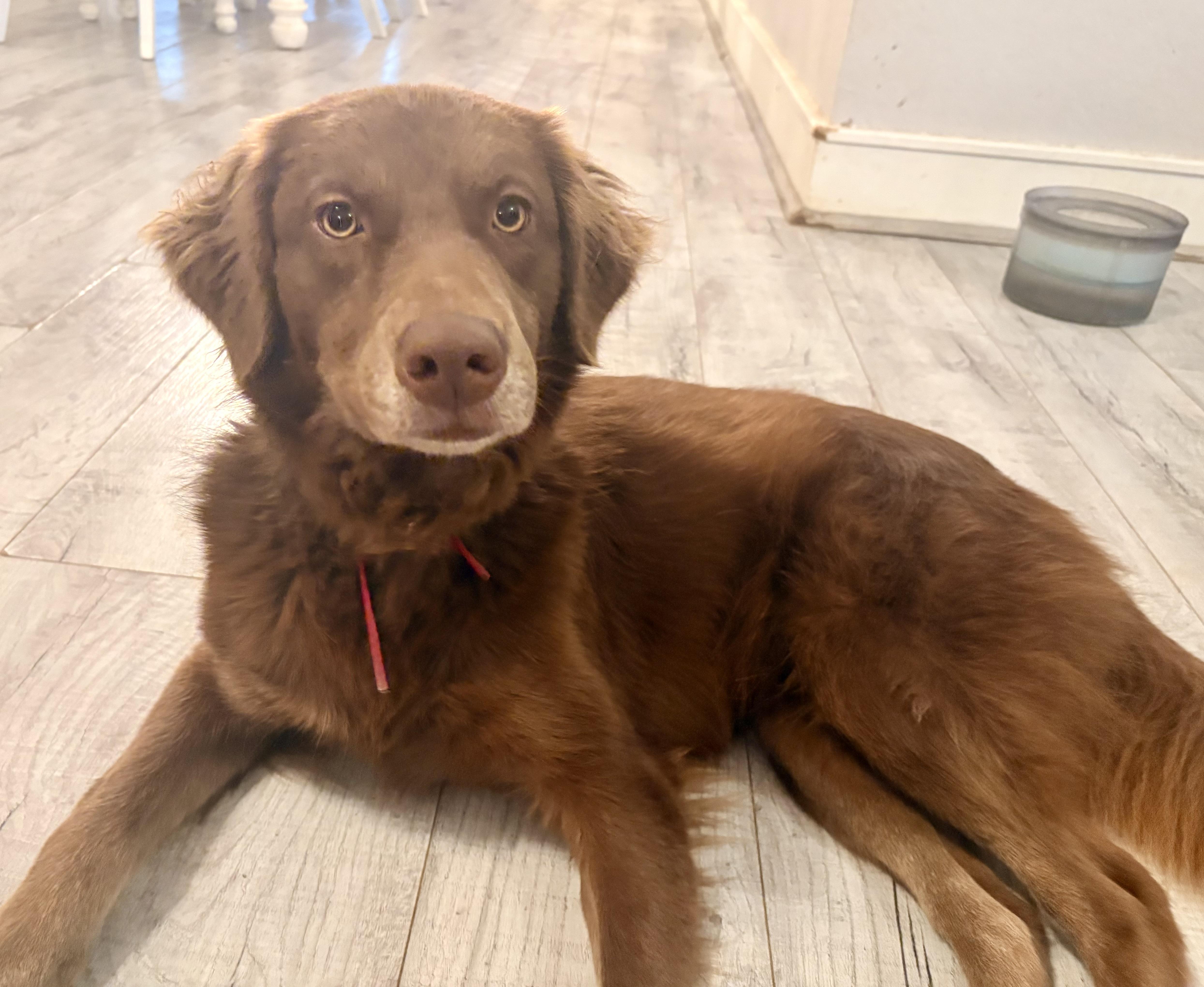 Jazzy Jolene , an adopted mixed breed in Marquette , MI image 1/6