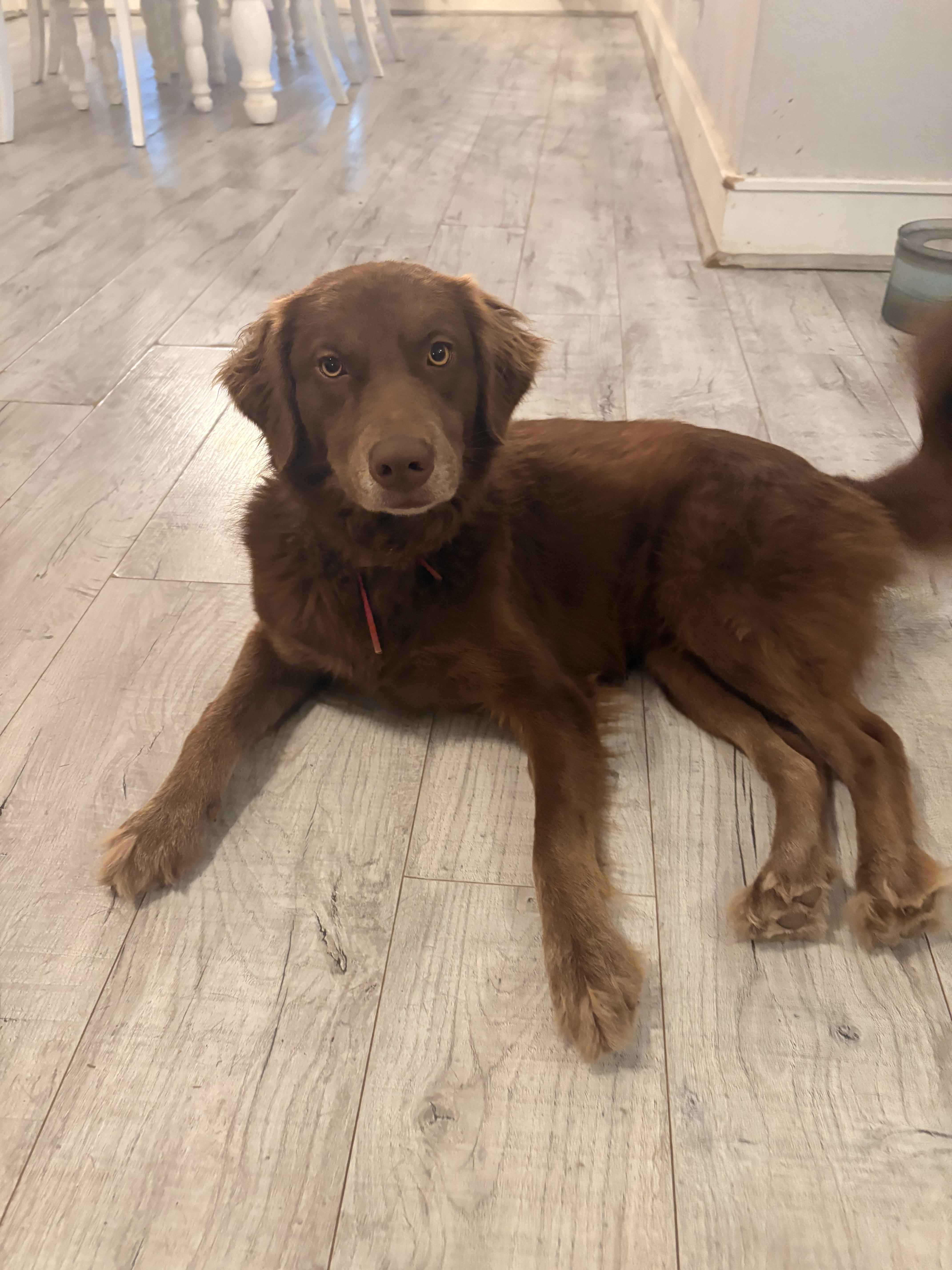 Jazzy Jolene , an adopted mixed breed in Marquette , MI image 3/6